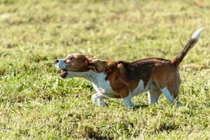 Beagle dog running and chasing coursing lure on field photo