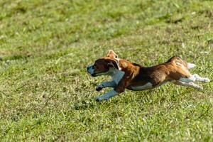 Beagle dog running and chasing coursing lure on field photo