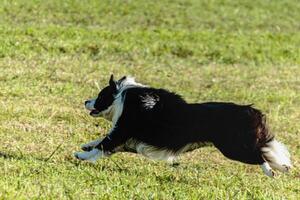Border collie dog running and chasing coursing lure on field photo
