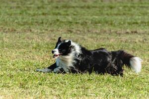 Border collie dog running and chasing coursing lure on field photo