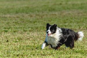 Border collie dog running and chasing coursing lure on field photo