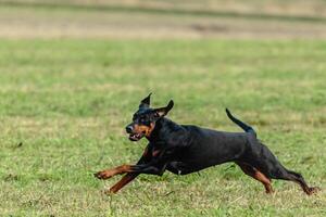 Dobermann dog running and chasing coursing lure on field photo