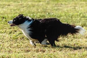 Border collie dog running and chasing coursing lure on field photo