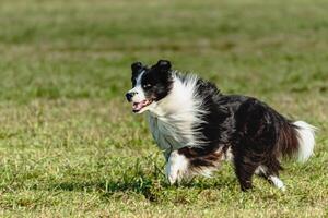 Border collie dog running and chasing coursing lure on field photo