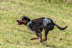 Catahoula leopard dog running and chasing lure on field photo