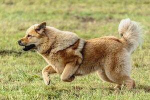 Tibetan mastiff dog running in and chasing lure on field photo