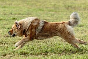 Tibetan mastiff dog running in and chasing lure on field photo