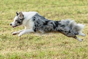 Border collie dog running and chasing coursing lure on field photo