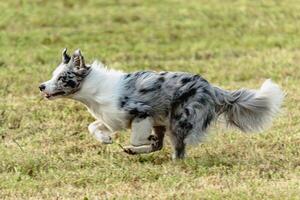 Border collie dog running and chasing coursing lure on field photo