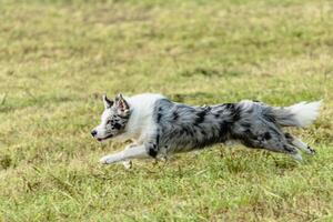 Border collie dog running and chasing coursing lure on field photo