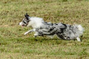 Border collie dog running and chasing coursing lure on field photo