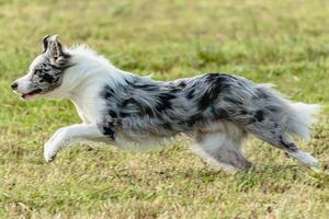 Border collie dog running and chasing coursing lure on field photo