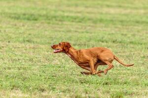 Vizsla dog running and chasing coursing lure on field photo