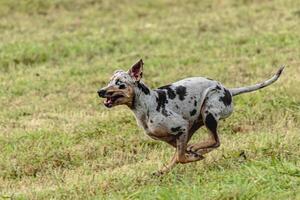 Catahoula leopard dog running in and chasing lure on field photo