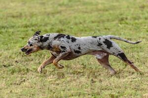 Catahoula leopard dog running in and chasing lure on field photo