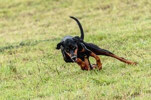 Dobermann dog running and chasing coursing lure on field photo