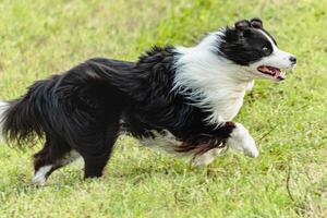 Border collie dog running and chasing coursing lure on field photo