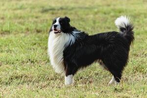 Border collie dog running and chasing coursing lure on field photo