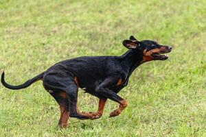 Dobermann dog running and chasing coursing lure on field photo