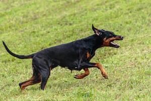Dobermann dog running and chasing coursing lure on field photo