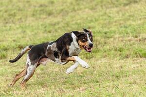Catahoula leopard dog running in and chasing lure on field photo