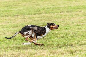 Catahoula leopard dog running in and chasing lure on field photo