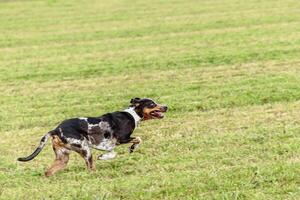 Catahoula leopard dog running in and chasing lure on field photo