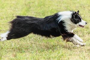 Border collie dog running and chasing coursing lure on field photo