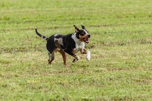 Catahoula leopard dog running in and chasing lure on field photo