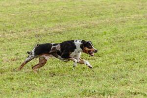 Catahoula leopard dog running in and chasing lure on field photo
