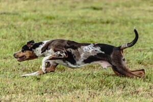 Catahoula leopard dog running in and chasing lure on field photo