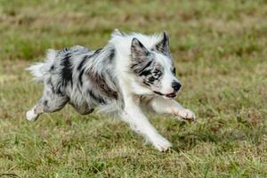 Border collie dog running and chasing coursing lure on field photo