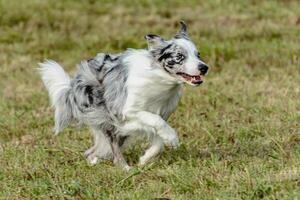 Border collie dog running and chasing coursing lure on field photo
