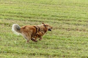 Tibetan mastiff dog running in and chasing lure on field photo