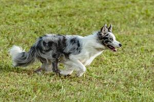 Border collie dog running and chasing coursing lure on field photo