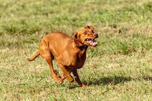 Vizsla dog running and chasing coursing lure on field photo