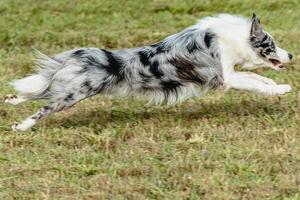 Border collie dog running and chasing coursing lure on field photo