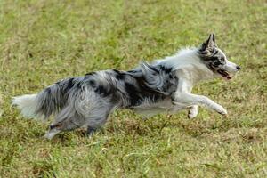 Border collie dog running and chasing coursing lure on field photo