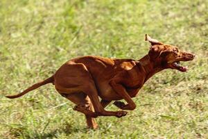 Vizsla dog running and chasing coursing lure on field photo