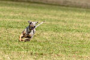 Catahoula leopard dog running in and chasing lure on field photo