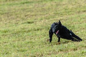 Belgian sheepdog running and chasing coursing lure on field photo