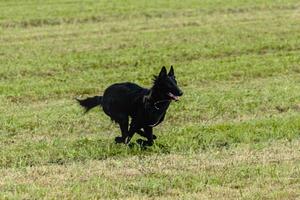 Belgian sheepdog running and chasing coursing lure on field photo