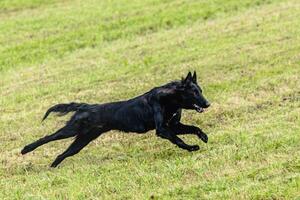 Belgian sheepdog running and chasing coursing lure on field photo