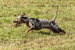 Catahoula leopard dog running in and chasing lure on field photo