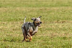 Catahoula leopard dog running in and chasing lure on field photo
