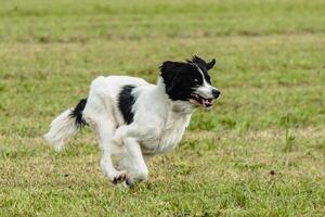 Landseer dog running and chasing lure on field photo