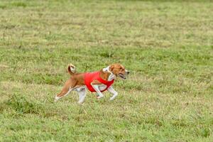 Basenji dog running in a red jacket on coursing field photo