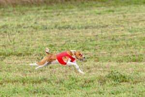 Basenji dog running in a red jacket on coursing field photo