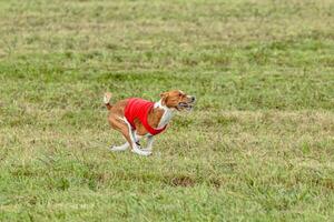 Basenji dog running in a red jacket on coursing field photo