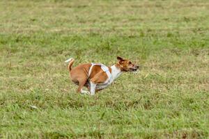 Basenji dog running in white jacket on coursing field photo